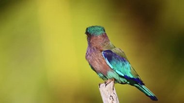 Hint bezi palmiye ağaç arka planda Kalpitiya Sri Lanka ile; nakit Coracias benghalensis ailesi Coraciidae 