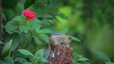 Sri Lanka - sincap nakit Funambulus palmarum ailesinin yemek şirin Hint palm sincap