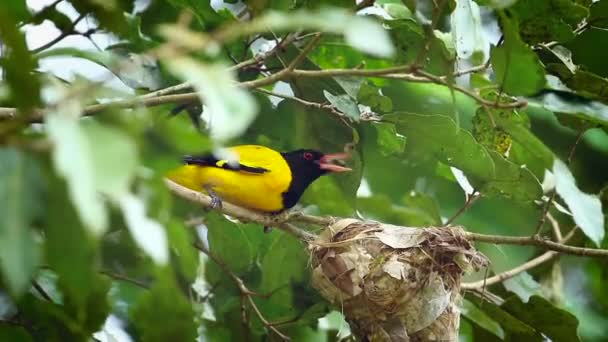 Schwarzhaubenpirol Brütet Nest Des Minnerya Nationalparks Sri Lanka Art Oriolus — Stockvideo