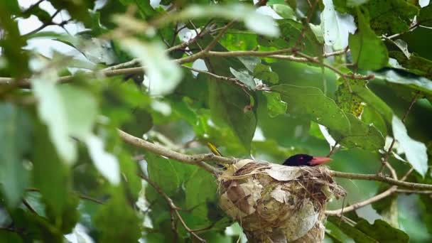 ズグロコウライウグイス Minnerya 国立公園 スリランカの巣で孵化正貨カラス科の Oriolus Xanthornus — ストック動画