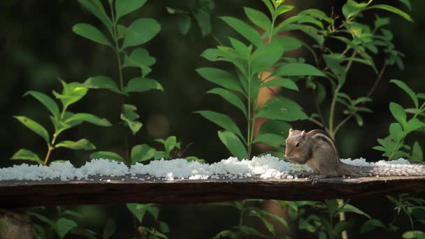 Roztomilý Indická Palm Veverka Pronásledována Alexandr Srí Lance Specie Funambulus — Stock video