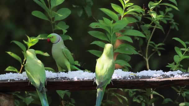 Sri Lanka Nakit Psittacula Krameri Aile Papağangiller Yeme Rose Halkalı — Stok video