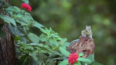 Sri Lanka - sincap nakit Funambulus palmarum ailesinin yemek şirin Hint palm sincap