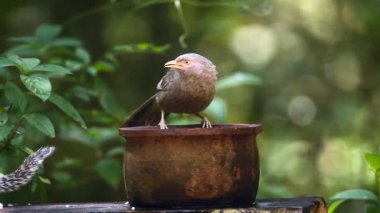 Sarı gagalı yedikardeşi Minneriya Milli parkta, Sri Lanka - nakit Turdoides affinis ailesi Leiothrichidae banyo