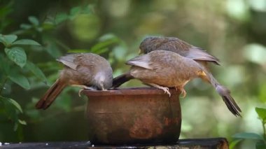 Üç Sarı gagalı yedikardeşi banyo ve Minneriya ulusal park, Sri Lanka - nakit Turdoides affinis ailesi Leiothrichidae bakıp