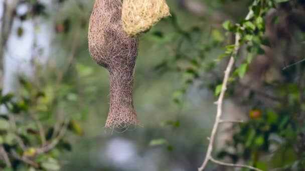 ウィーバー ミネリヤ国立国立公園 スリランカの正貨ハタオリドリ科の Ploceus シロジュウジカメムシの家族の巣を飛んでいます — ストック動画