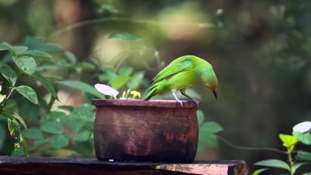 ジェルドンの Leafbird 入浴や身づくろいミネリヤ国立国立公園 スリランカの正貨種家族 Chloropsis Jerdoni — ストック動画