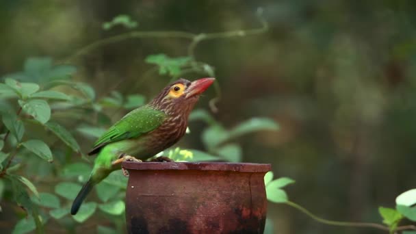 Καφέ Επικεφαλής Barbet Κυνηγημένος Από Πράσινο Imperial Περιστέρι Στη Σρι — Αρχείο Βίντεο