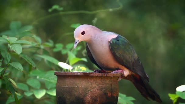 Pigeon impérial vert au Sri Lanka - famille des Columbidae Ducula aenea 