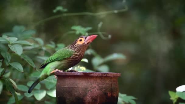 Barbet Cabeça Castanha Bebendo Parque Nacional Minnerya Sri Lanka Espécie — Vídeo de Stock
