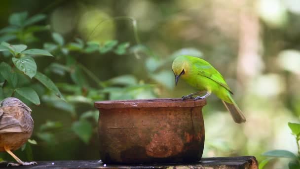 Jerdon Leafbird Que Baña Acicala Parque Nacional Minneriya Sri Lanka — Vídeos de Stock