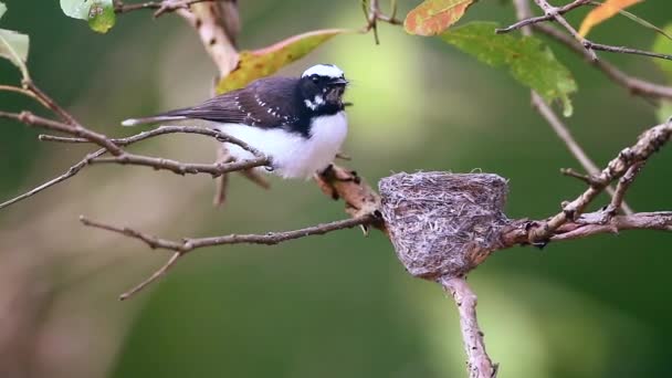 Minneriya Ulusal Park Sri Lanka Nakit Rhipidura Aureola Aile Rhipiduridae — Stok video