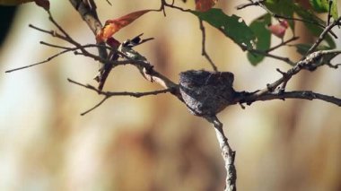 Minneriya ulusal park, Sri Lanka - nakit Rhipidura aureola aile Rhipiduridae, iç içe geçmiş beyaz kaşlı tarihimin sinekkapan