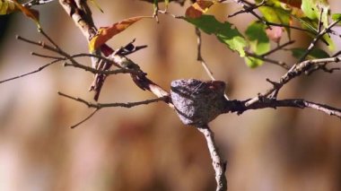 Minneriya ulusal park, Sri Lanka - nakit Rhipidura aureola aile Rhipiduridae, iç içe geçmiş beyaz kaşlı tarihimin sinekkapan