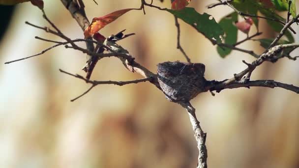 White Browed Fantail Flycatcher Nesting Minneriya National Park Sri Lanka — Stock Video