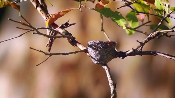 白まゆのファンテイル ヒタキ ミネリヤ国立国立公園 スリランカ Rhipiduridae Rhipidura Aureola 家族の正貨のネスト — ストック動画