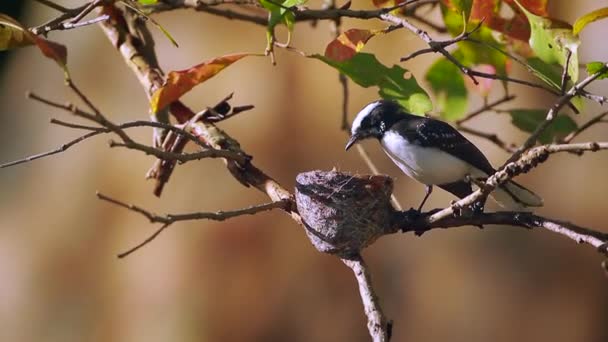 Bílá Starý Fantail Flycatcher Vnoření Národní Park Minneriya Srí Lanka — Stock video