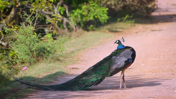 Páv Korunkatý Mužské Preening Čeledín Bundala Národní Park Srí Lanka — Stock video