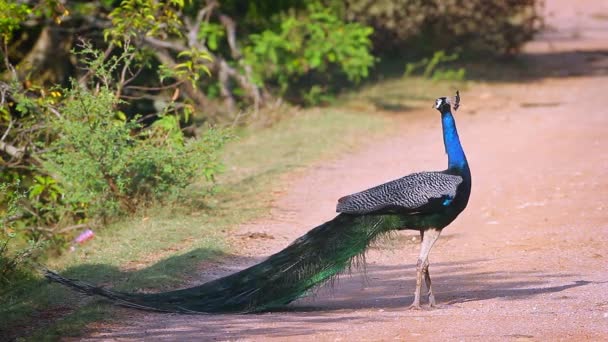 Peafowl Indiano Macho Preening Grooming Parque Nacional Bundala Sri Lanka — Vídeo de Stock