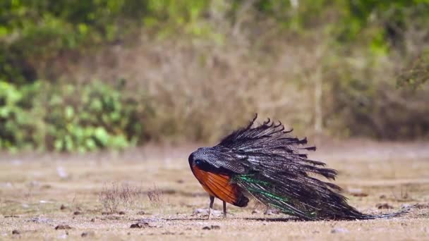 Paw Indyjski Mężczyzna Skrzydło Pielęgnacji Park Narodowy Boondala Sri Lanka — Wideo stockowe