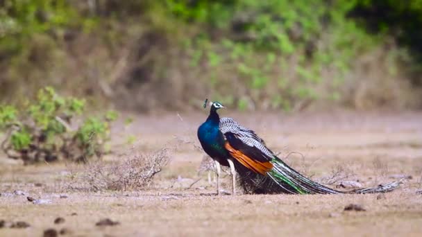 Peafowl Macho Preening Grooming Indio Parque Nacional Bundala Sri Lanka — Vídeo de stock