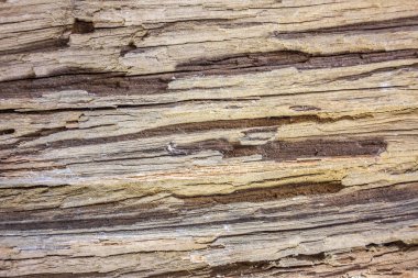 Eski ahşap kabuk doğa arka plan için kuru ağacının ayrıntı