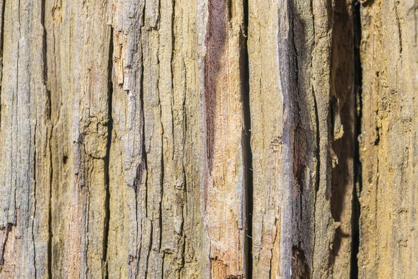 Eski Ahşap Kabuk Doğa Arka Plan Için Kuru Ağacının Ayrıntı — Stok fotoğraf