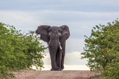 Afrika bush fil ön görünüm Kruger National park, Güney Afrika için yürüyüş; Nakit Loxodonta africana ailesi fil