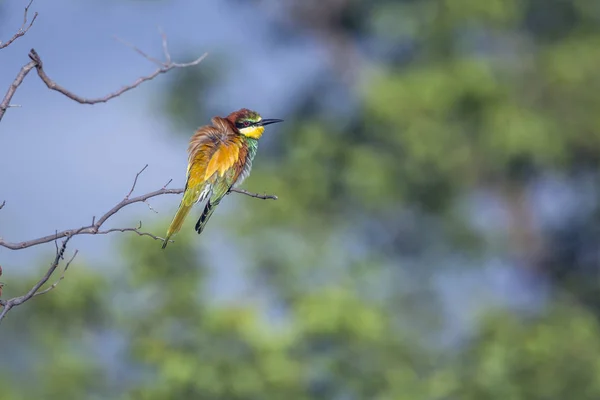 European Bee Eater Grooming Kruger National Park Sudáfrica Specie Family — Foto de Stock