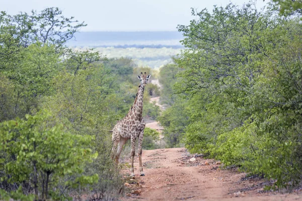 Giraffe Kruger Nationalpark Südafrika Giraffenfamilie Der Kamelopardalis — Stockfoto