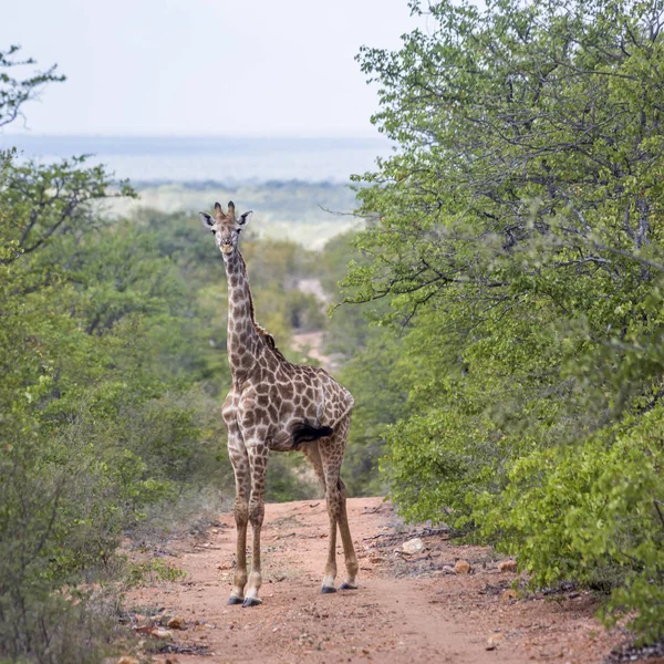 キリンのクルーガー国立公園 南アフリカ共和国 キリンの正貨キリン家族 — ストック写真