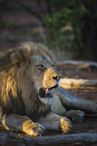 Afrikanisches Löwenmännchen Porträt Kruger Nationalpark Südafrika Spezies Panthera Leo Familie — Stockfoto