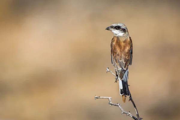 Grauwe Klauwier Blur Achtergrond Kruger National Park Zuid Afrika Specie — Stockfoto