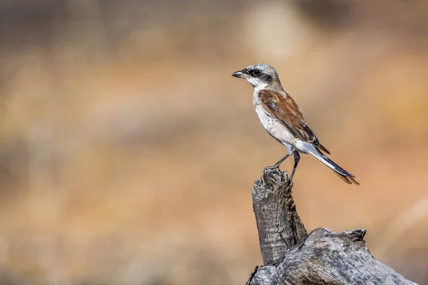 Red Backed Shrike Isolato Sullo Sfondo Sfocato Nel Parco Nazionale — Foto Stock