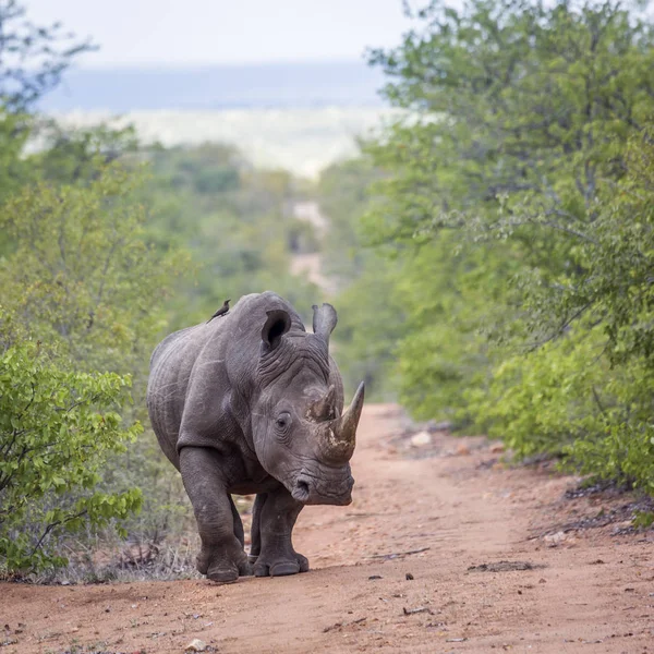 Zuidelijke Witte Neushoorn Wandelen Vooraanzicht Kruger National Park Zuid Afrika — Stockfoto