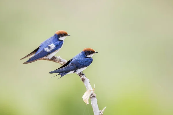 Wire Tailed Swallow Kruger National Park South Africa Specie Hirundo — Stock Photo, Image