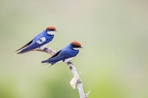 Wire Tailed Swallow Kruger National Park South Africa Specie Hirundo — Stock Photo, Image