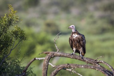 Kukuletalı akbaba Kruger National park, Güney Afrika için; Nakit aile Necrosyrtes monachus türü
