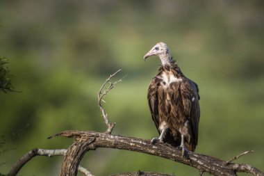 Kukuletalı akbaba Kruger National park, Güney Afrika için; Nakit aile Necrosyrtes monachus türü