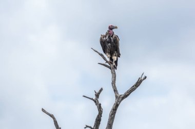 Sarkık şey akbaba Kruger National park, Güney Afrika için karşı karşıya; Nakit Torgos tracheliotos ailesi türü