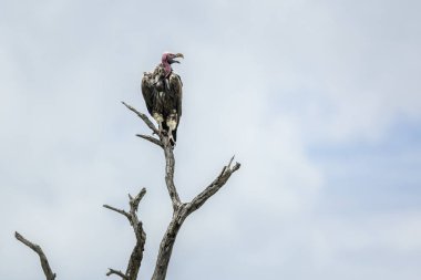 Sarkık şey akbaba Kruger National park, Güney Afrika için karşı karşıya; Nakit Torgos tracheliotos ailesi türü