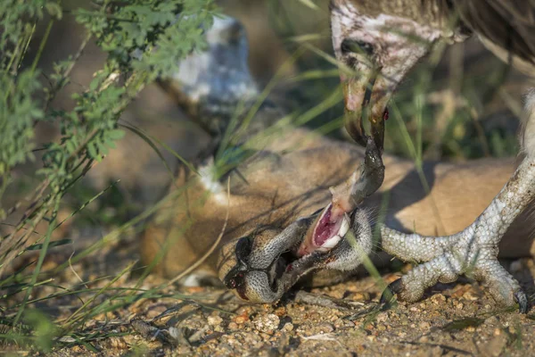 Capovaccaio Incappucciato Nel Parco Nazionale Kruger Sudafrica Famiglia Specie Necrosyrtes — Foto Stock