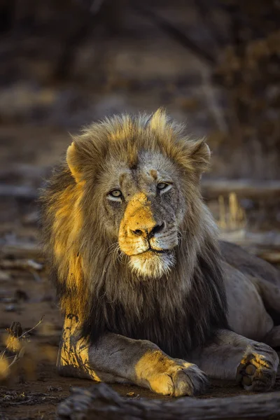 León Africano Parque Nacional Kruger Sudáfrica Especie Panthera Leo Familia —  Fotos de Stock