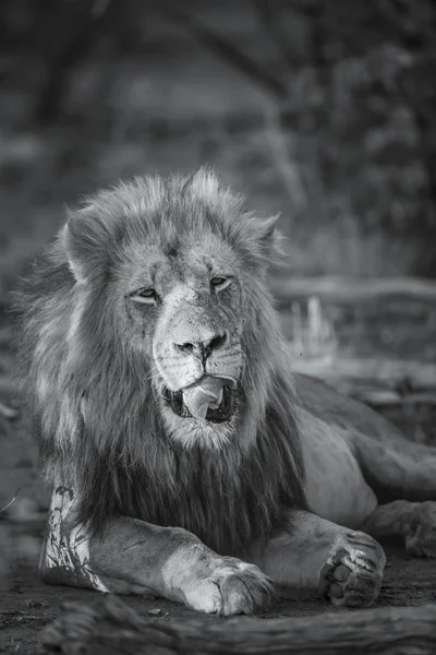 León Africano Parque Nacional Kruger Sudáfrica Especie Panthera Leo Familia — Foto de Stock