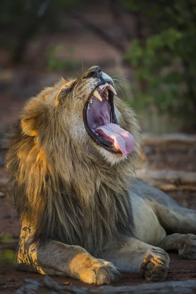 Африканский Лев Национальном Парке Крюгер Южная Африка Видовое Семейство Panthera — стоковое фото