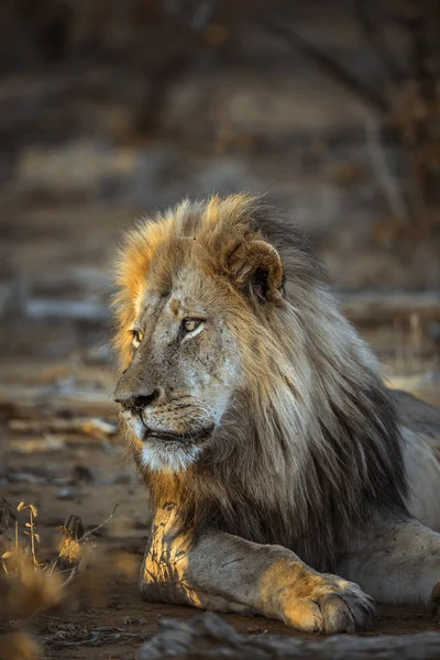 Africký Lev Národním Parku Kruger Jihoafrická Republika Druh Panthera Leo — Stock fotografie