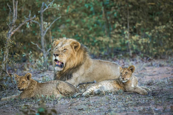 Afrikanischer Löwe Krüger Nationalpark Südafrika Familie Panthera Leo Von Felidae — Stockfoto
