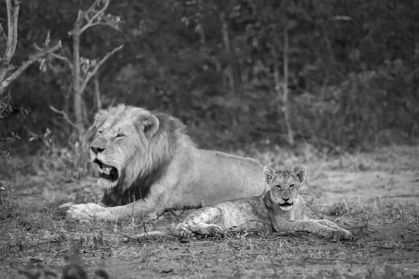 León Africano Parque Nacional Kruger Sudáfrica Especie Panthera Leo Familia —  Fotos de Stock