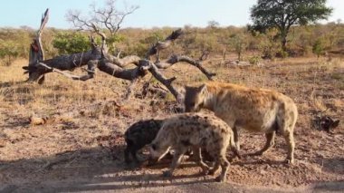 Benekli hyaena aile grubu Kruger National park, Güney Afrika ve atma; Nakit Crocuta crocuta ailesi Hyaenidae