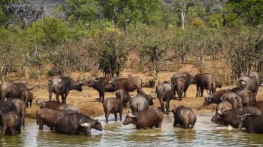 Afrika manda Kruger National park, Güney Afrika banyo büyük grubu; Nakit Syncerus caffer aile Bovidae